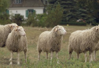 Owce na Zamku w Janowcu | film