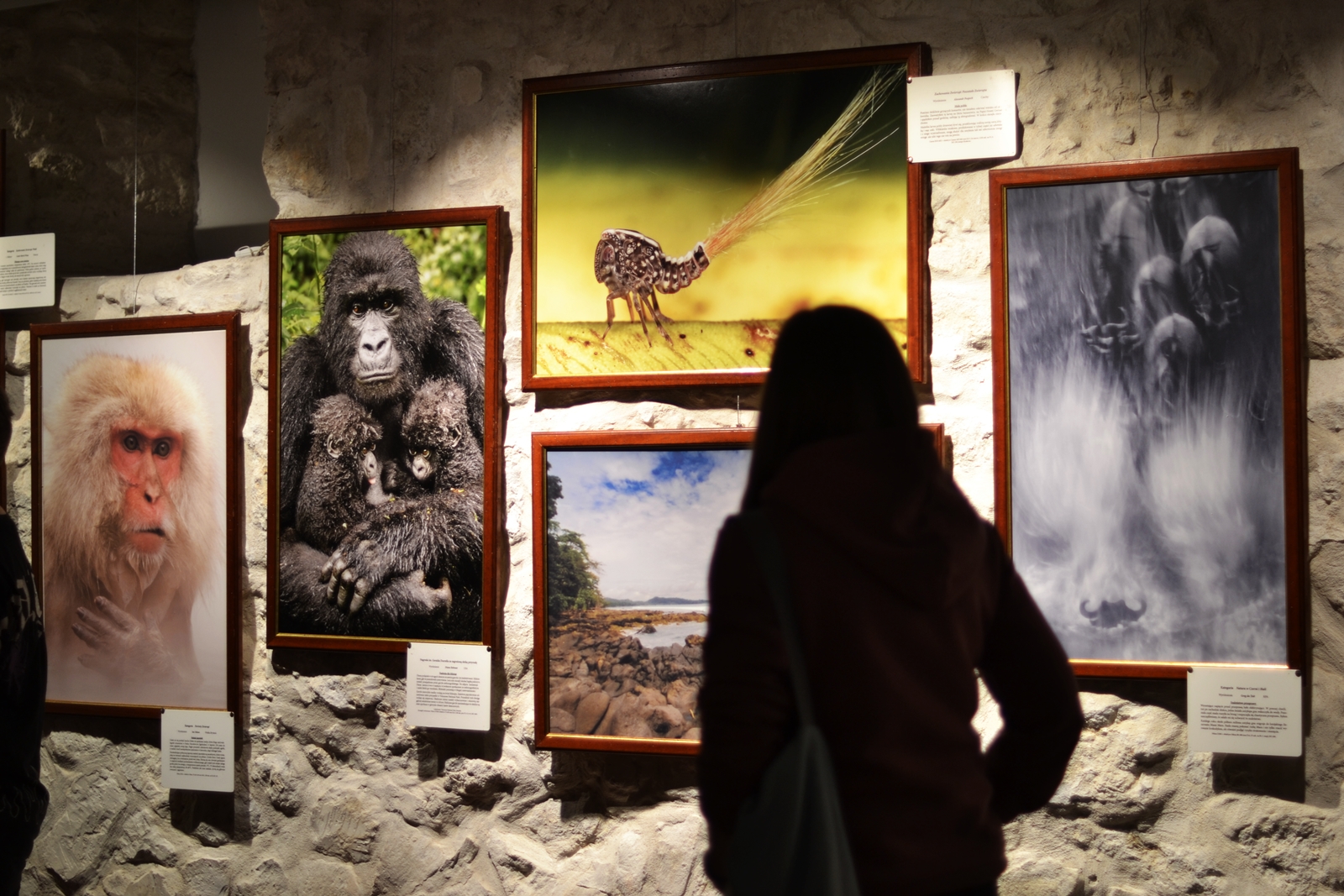 Wernisaż wystawy „Fotografia Dzikiej Przyrody” | fotorelacja